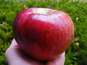 Early McIntosh - New England Apples